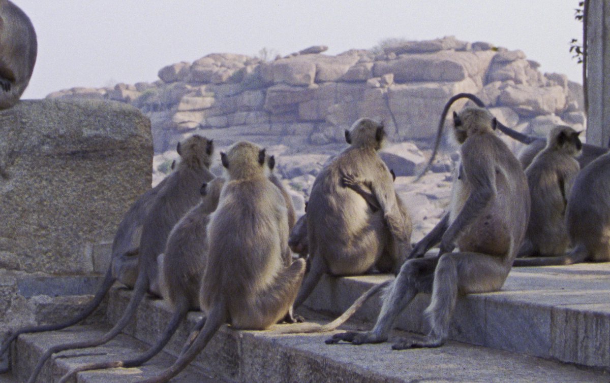 James Lattimer (@lattimer_james) on Twitter photo Very happy to be welcoming various guests to Arsenal over the next couple of weeks for "Animal, Mineral, Vegetable"! First up, Shambhavi Kaul will be talking with me on Wednesday about her amazing SLOW SHIFT, showing with LE QUATTRO VOLTE, see you there! arsenal-berlin.de/kino/filmvorfu… Very happy to be welcoming various guests to Arsenal over the next couple of weeks for "Animal, Mineral, Vegetable"! First up, Shambhavi Kaul will be talking with me on Wednesday about her amazing SLOW SHIFT, showing with LE QUATTRO VOLTE, see you there! arsenal-berlin.de/kino/filmvorfu…