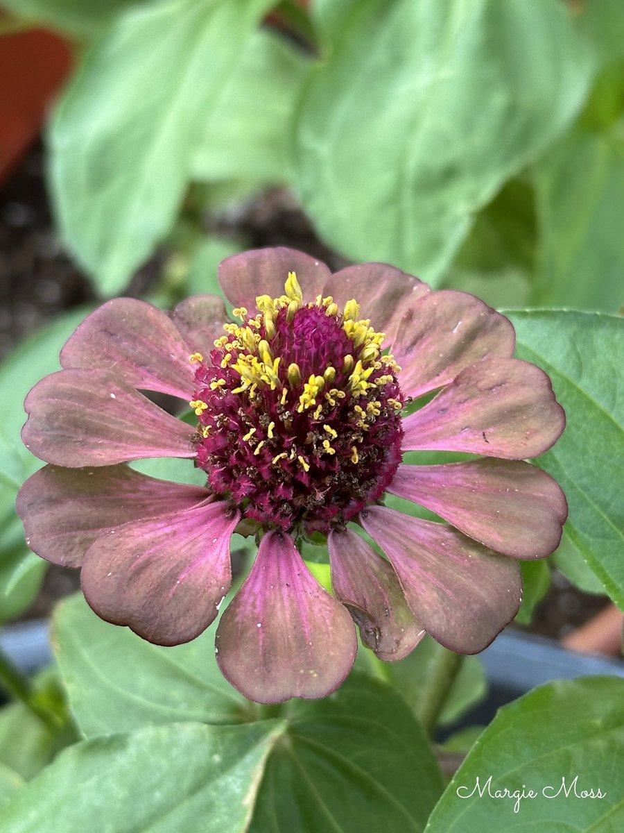 mm91987's tweet photo. Good morning, everyone. It’s a little cloudy ⛅️ on this #MagentaMonday a new Zinnia has bloomed. I am not sure of the name, horrible at keeping the Zinnias labeled correctly. I hope you all have a lovely day. #GardeningX #GardeningTwitter #Zinnias https://t.co/3IOL2utYze