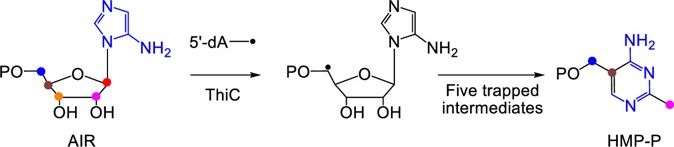 Phosphomethylpyrimidine Synthase (ThiC): Trapping of Five Intermediates Provides Mechanistic Insights on a Complex Radical Cascade Reaction in Thiamin Biosynthesis

NEW #ASAP by Tadhg Begley &amp; colleagues at <a href="/TAMUChemistry/">Chemistry Department</a>
Read it here: go.acs.org/9Qe