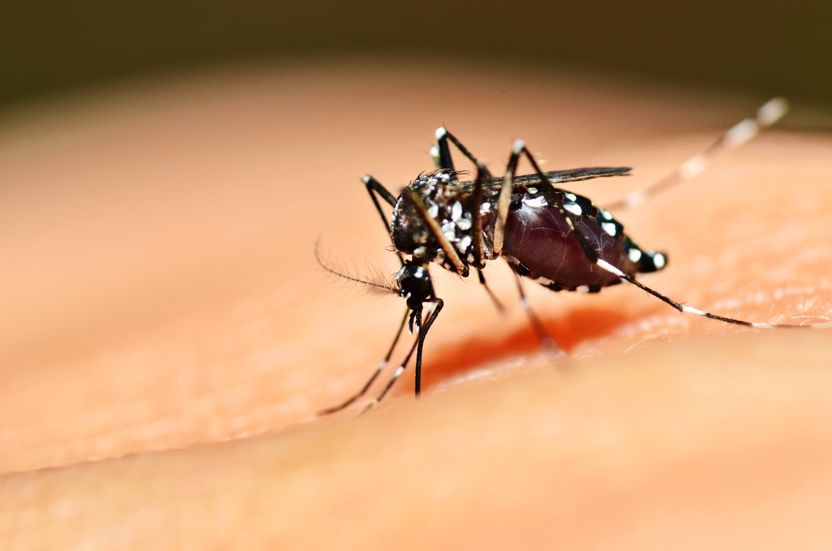 NCBI's tweet photo. Did you know there are over 3,000 different species of mosquitos?! In honor of National #MosquitoControlAwarenessWeek, see data for the Yellow fever mosquito (Aedes aegypti), responsible for an estimated 400 million infections each year: https://t.co/XjPvNpXnN9 #FightTheBite https://t.co/VMYeCPW0Yf