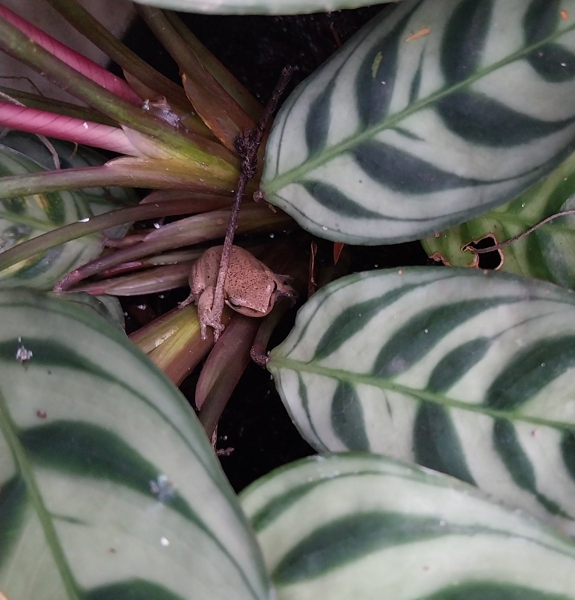 Mr Frog with his wizardly staff and pet snail, ready to embark on a quest 🐸