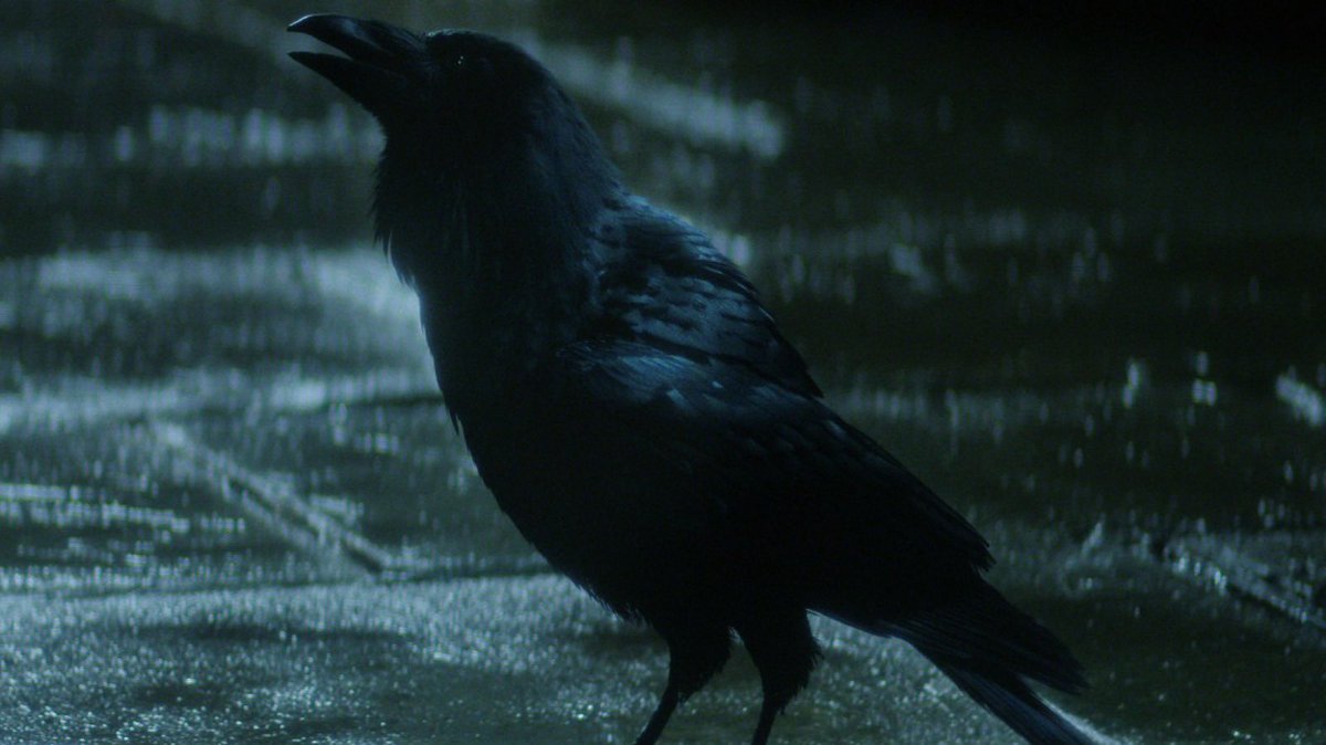 *sees a raven* 

Sandman fans: “OMG LOOK IT’S MATTHEW!!!”