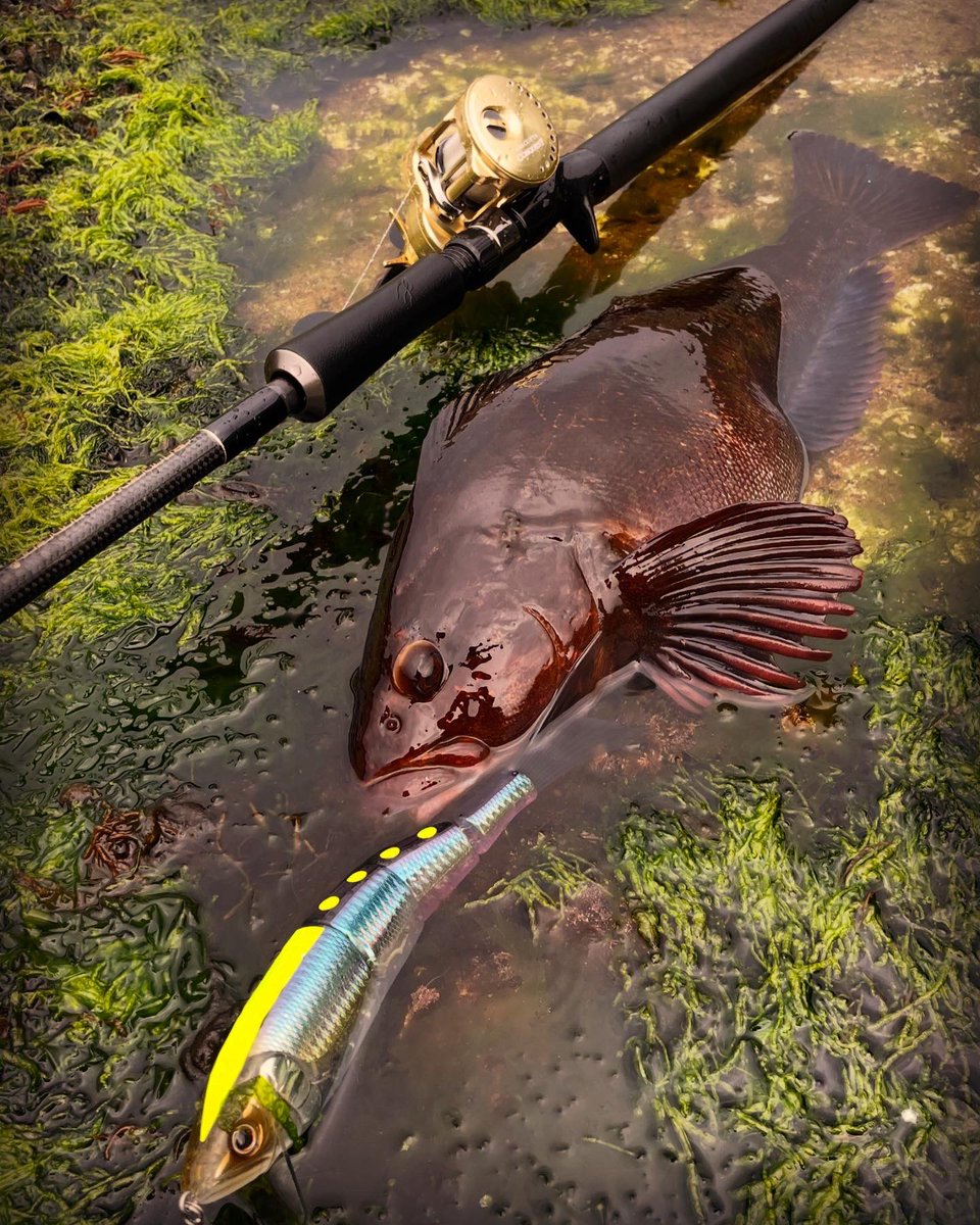 MiuAngler's tweet photo. 何故釣れるかって?
釣れるまで辞めねーからよ
#deps
#SIDEWINDER
#TheDOMDRIVERSPECIALEDITION
#NEWHIGHSIDER172HIGHFLOAT
#BluebackHerring https://t.co/qEeGqyP1T3