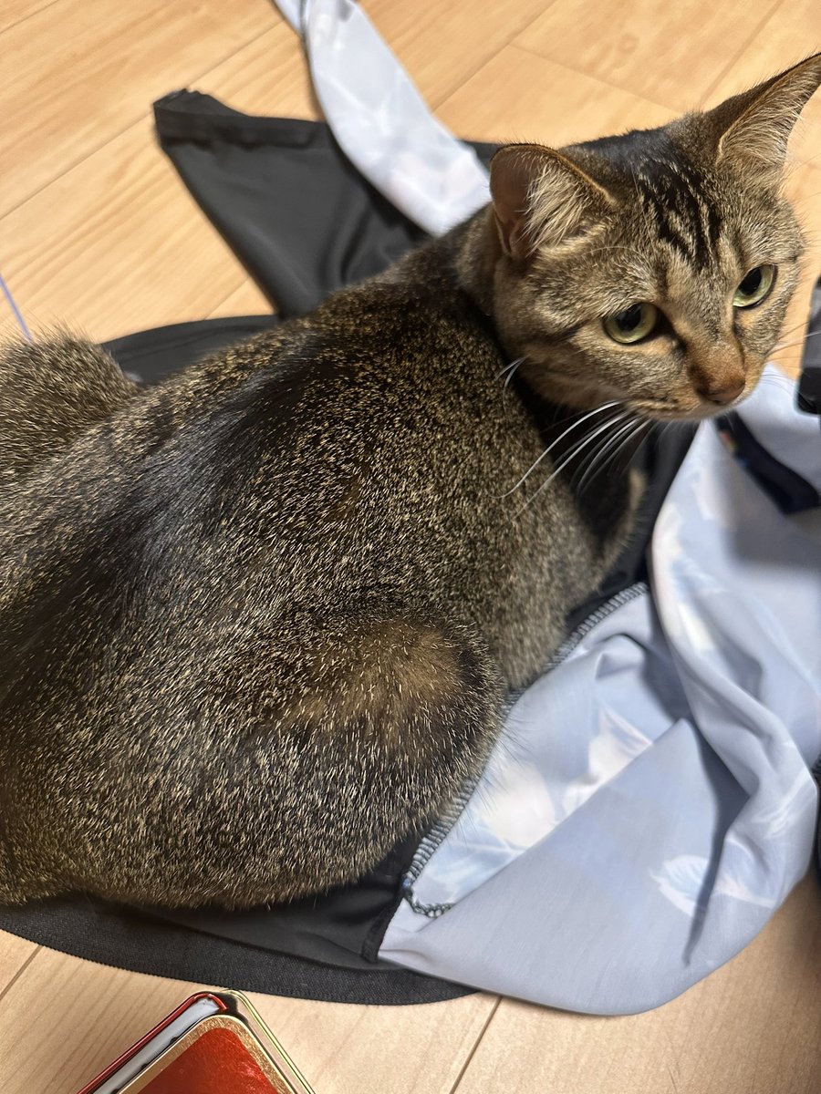 saorinno's tweet photo. 猫様、昨日海で使った私のラッシュガード舐めまわし今座布団にしてるんだけど…

洗ったのに😭 https://t.co/176cbpuKhp