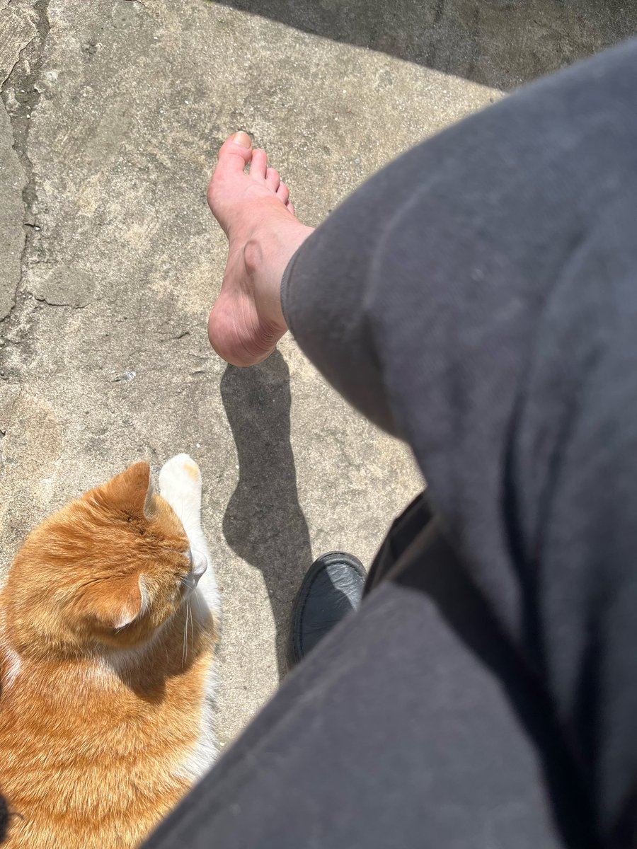 slaveto2cats's tweet photo. He’s always close by 😻
#catstalker https://t.co/4lfaTlkQ3B