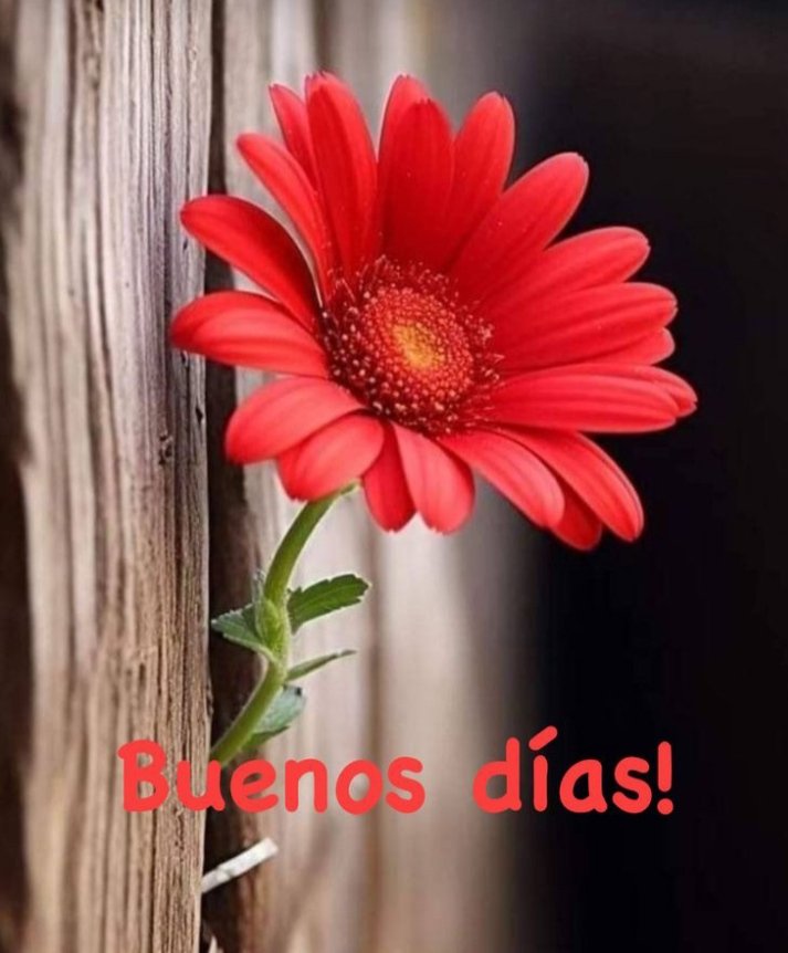 Periódico Invasor tweet media