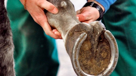 Calling all #equine vets and #farriers around the world - can you support #research and complete this survey on your approach to #hoof care and maintenance please? 

edin.ac/45iNIcq