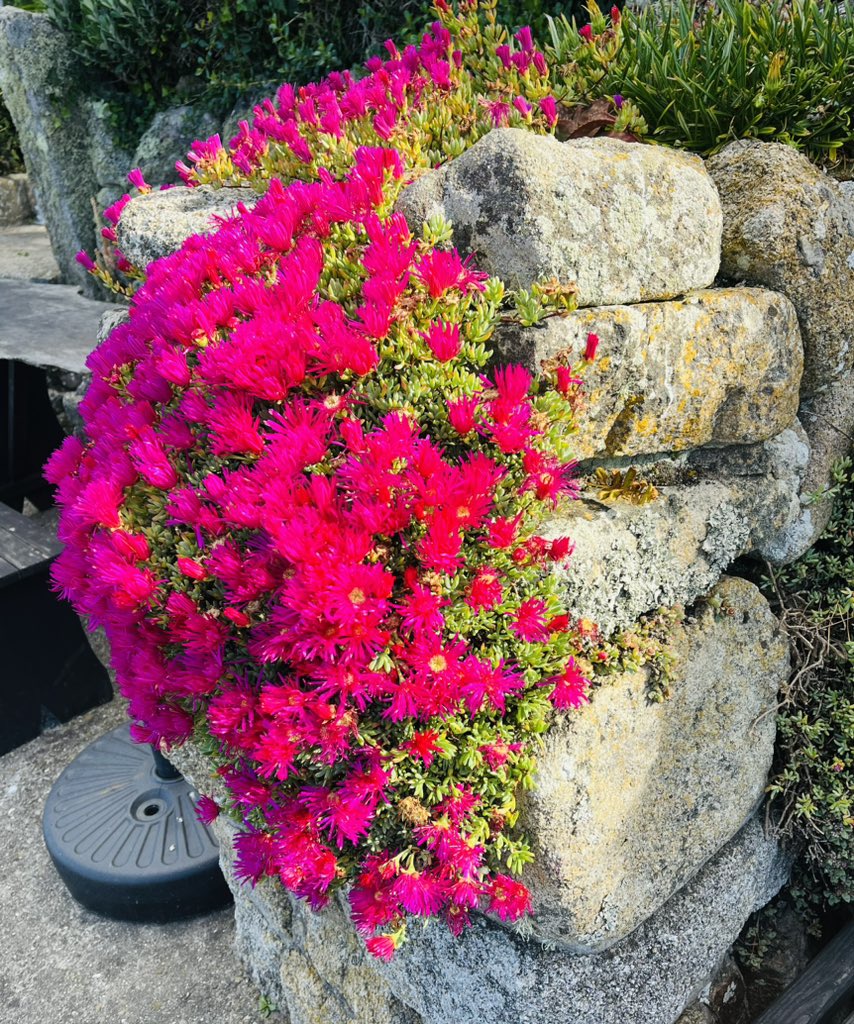 Julietsgarden's tweet photo. Beautiful day here on Scilly - nice start to the week ☀️ https://t.co/O3OpVSpnPt