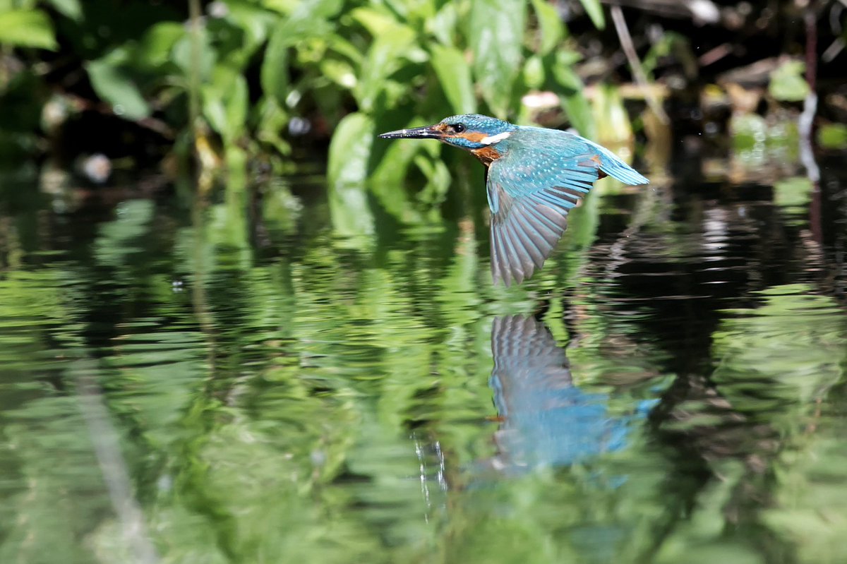 Giles Greenwood (@giles_greenwood) on Twitter photo A kingfisher making its way around @E17Wetlands this morning
@WildLondon <a href="/Team4Nature/">Team4Nature</a> <a href="/NatureUK/">NatureUK</a> <a href="/Natures_Voice/">RSPB</a> <a href="/LeeValleyPark/">Lee Valley Park</a> A kingfisher making its way around @E17Wetlands this morning
@WildLondon <a href="/Team4Nature/">Team4Nature</a> <a href="/NatureUK/">NatureUK</a> <a href="/Natures_Voice/">RSPB</a> <a href="/LeeValleyPark/">Lee Valley Park</a>