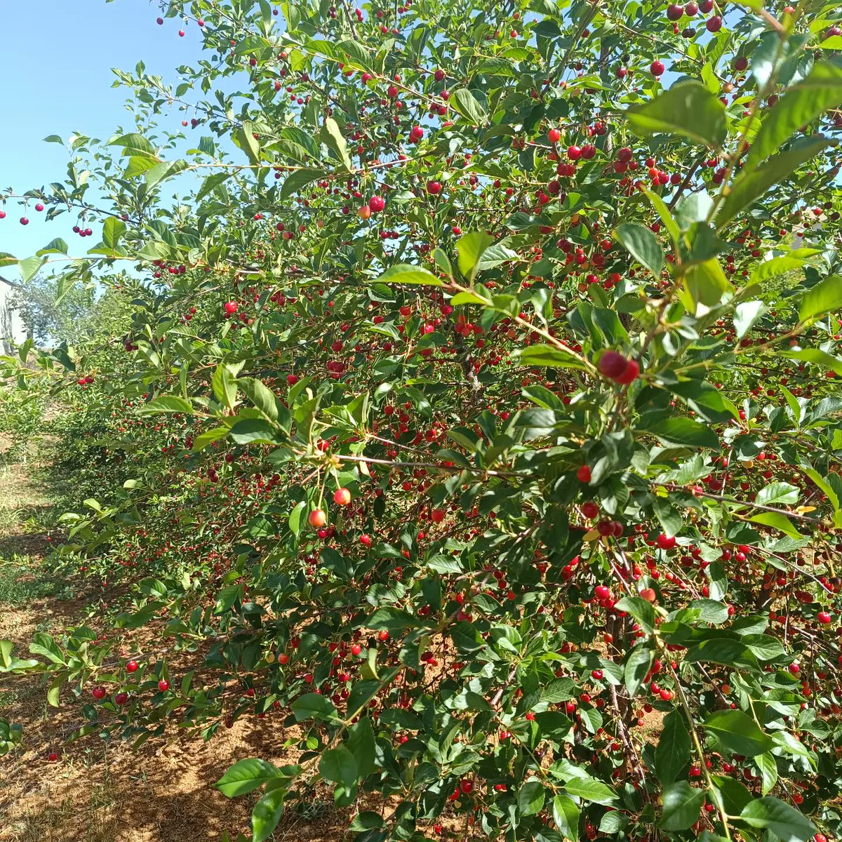 FoadMoradi7's tweet image. GM GM 🌻❤️🌺 ... Would you like to taste some lovely cherries? 🍒

#foadmoradimusic
#NFTcommunity
#MusicNFT