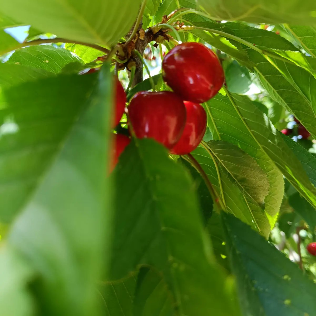 FoadMoradi7's tweet image. GM GM 🌻❤️🌺 ... Would you like to taste some lovely cherries? 🍒

#foadmoradimusic
#NFTcommunity
#MusicNFT