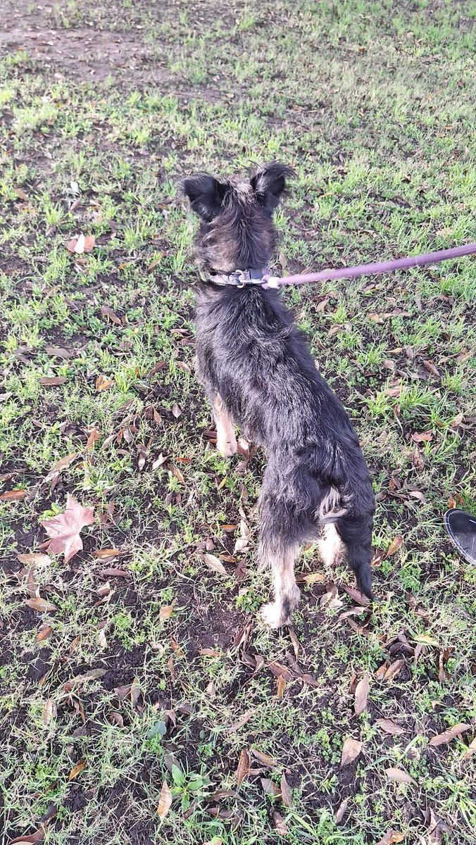 ⸸ Deggial ⸸ tweet media