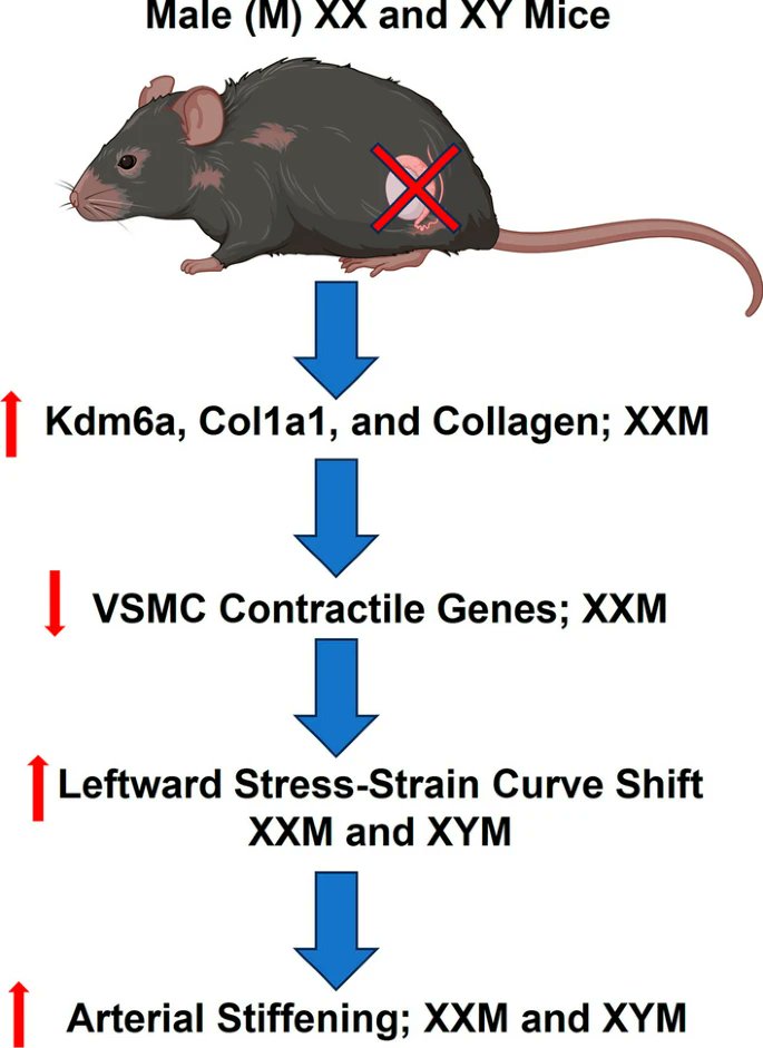 Great work by @bogolalab on the interaction between testosterone and sex chromosomes in the control of arterial stiffness. Well done! <a href="/MCG_AUG/">MCG</a>  @BiologySexD bsd.biomedcentral.com/articles/10.11…