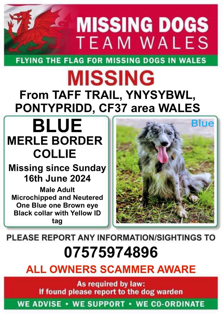 missingdogwales's tweet photo. ‼️BLUE IS MISSING FROM THE #TAFFTRAIL AREA #YNYSYBWL #PONTYPRIDD #CF37 #WALES
SINCE SUNDAY 16TH JUNE
PLEASE CALL THE NUMBER IF SEEN ⬇️ https://t.co/qfwboNaC5R