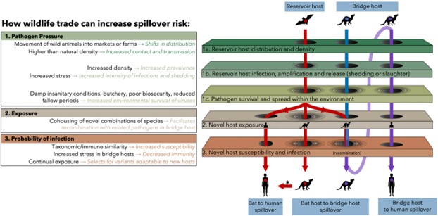 Moreno Di Marco (m-dimarco.bsky.social) (@m_dimarco) on Twitter photo On the 19th at 4.30pm in Room G we start part II of our symposium w <a href="/hcheung7/">Hubert Cheung</a> on "Improving #wildlife trade governance and reducing spillover risk go hand-in-hand". Good governance reduces zoonotic risk from wildlife trade, but what is good governance? #ECCB2024Bologna 14/17 On the 19th at 4.30pm in Room G we start part II of our symposium w <a href="/hcheung7/">Hubert Cheung</a> on "Improving #wildlife trade governance and reducing spillover risk go hand-in-hand". Good governance reduces zoonotic risk from wildlife trade, but what is good governance? #ECCB2024Bologna 14/17