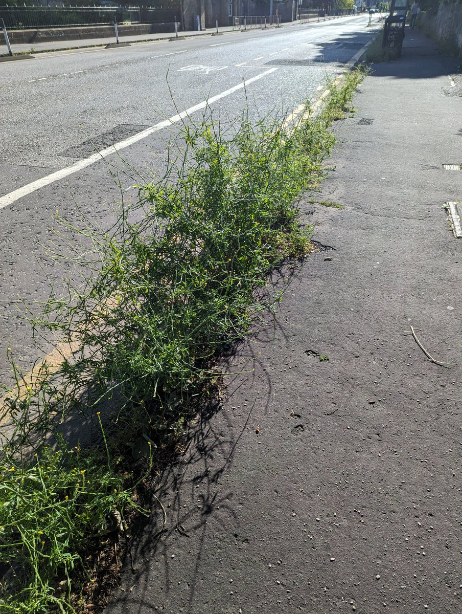 CasaAbbott's tweet photo. @Edinburgh_CC @HalOsler 
Weeds now waist high on Queensferry Road and surrounding Comely Bank areas. Bad for infrastructure, dreadful optics for Edinburgh. When will this be sorted? https://t.co/IXPMtt3AyM