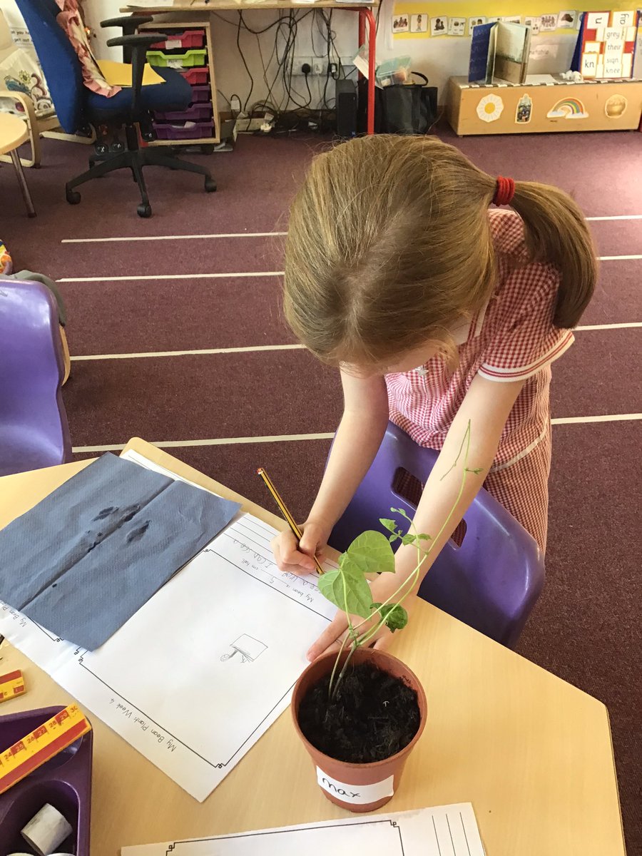1YorkeMead's tweet photo. Our bean plants are thriving! We are continuing to measure the stem each week and are giving them water to keep them healthy π± #YorkeScience https://t.co/M0V91l1Wvd