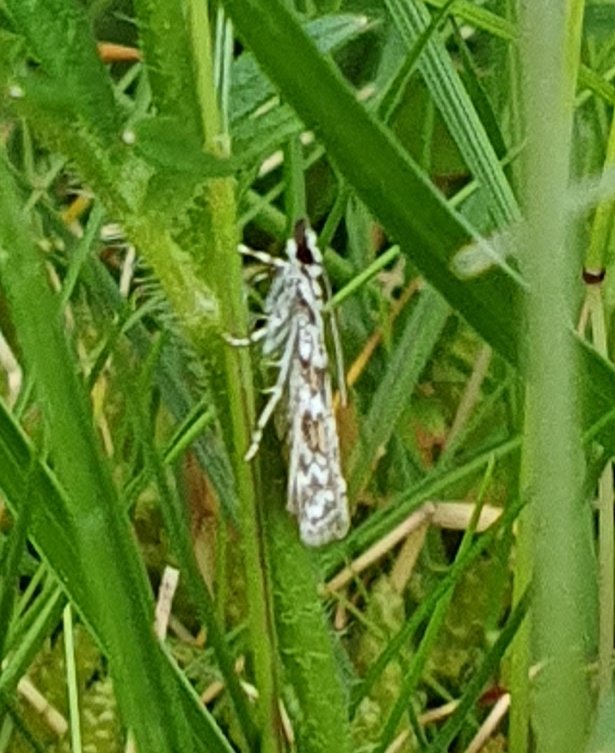 Peter Hooper (@peterhooper2020) on Twitter photo I hate it when I see a micromoth in the field (Denbighshire) and manage to get a record shot, and then think ooh, that's distinctive, that'll be easy to ID. Hahahaha.... thought it was a small very pale Crambid, erring towards the knot-horns now, but stumped. Help <a href="/MOTHIDUK/">UK Moth Identification</a> 🙏 I hate it when I see a micromoth in the field (Denbighshire) and manage to get a record shot, and then think ooh, that's distinctive, that'll be easy to ID. Hahahaha.... thought it was a small very pale Crambid, erring towards the knot-horns now, but stumped. Help <a href="/MOTHIDUK/">UK Moth Identification</a> 🙏