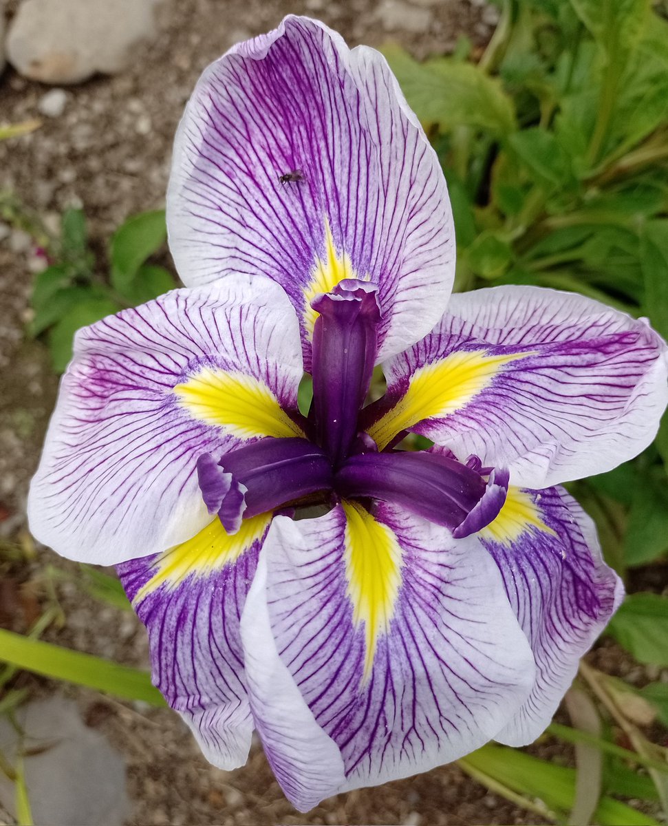 🌱Ali Cat's Patch 🌱🌺🌳🌾🌞😻🐝 tweet media