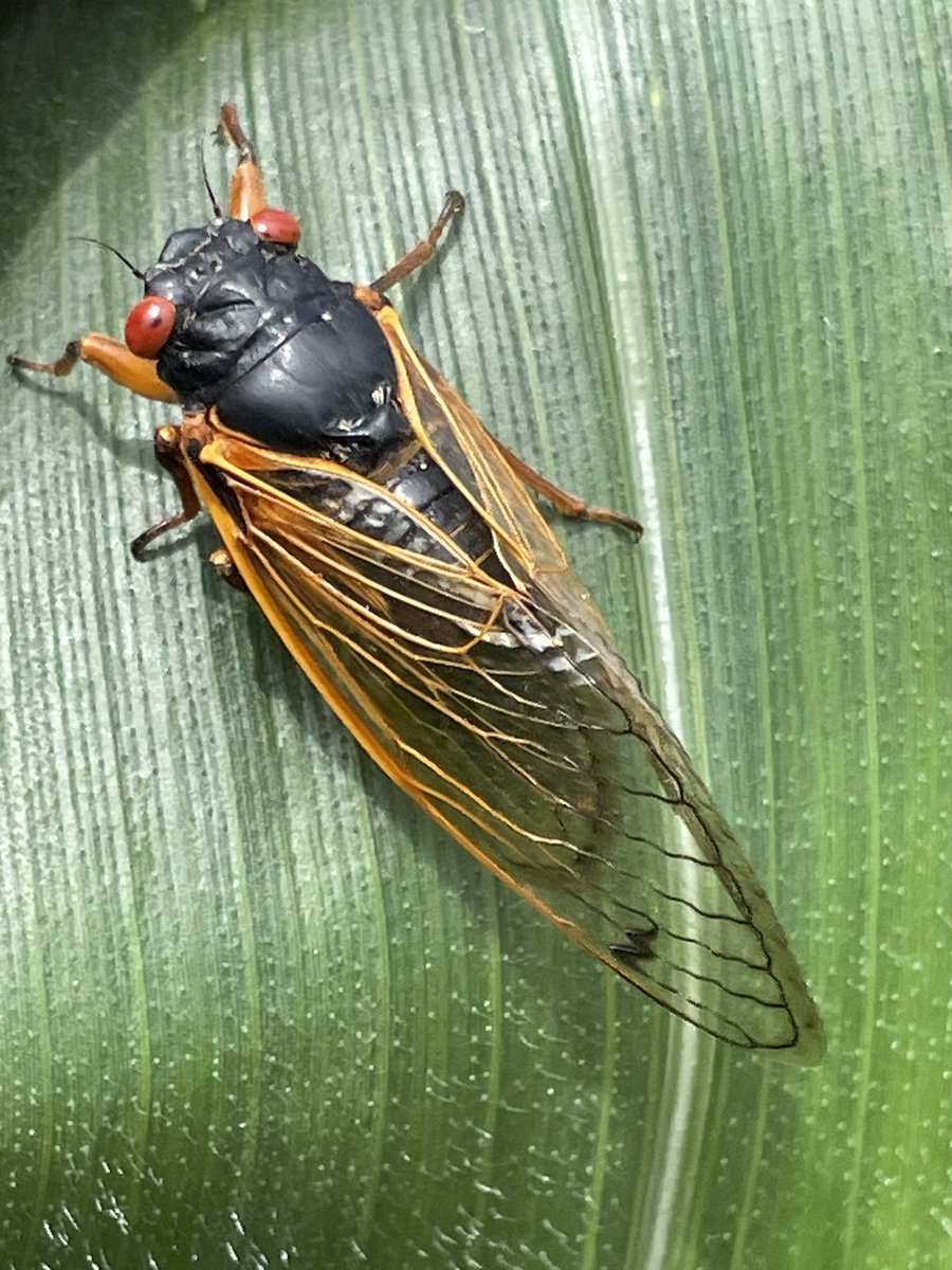 TerryMente's tweet image. Finds for the week in Southeast IA: Common Smut developing on Billbug damaged corn, Japanese Beetles doing what they do, high heat showing us where roots/moisture is limited, and finally a Periodical Cicada - because that’s just fun! Have a great crop growing week