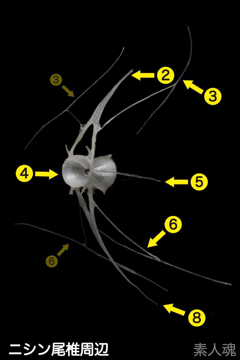 osakanabanashi さん作成のニシン骨格標本をお客様にも転送し、LINEで