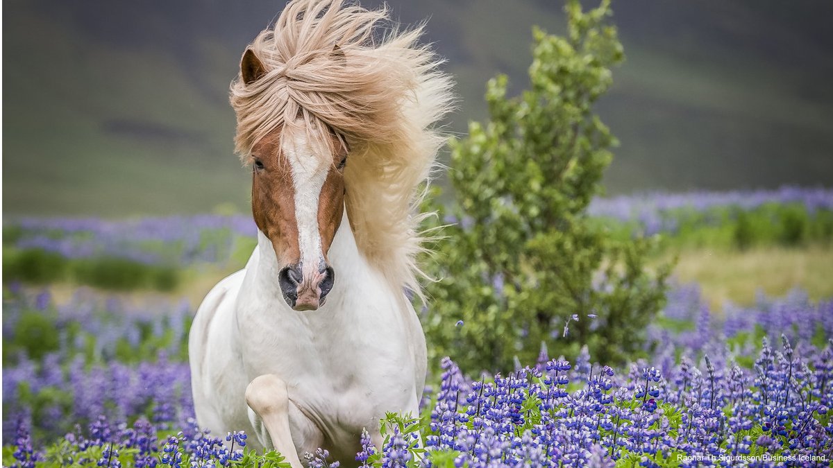 Happy National Day, Iceland! 🇮🇸

You rock via stunning Northern Lights, volcano-heated hot springs, and your language, which has a Viking drama feel to it! You're a role model in gender equality.

And your fermented shark scares the living daylights out of us!

Til hamingju!