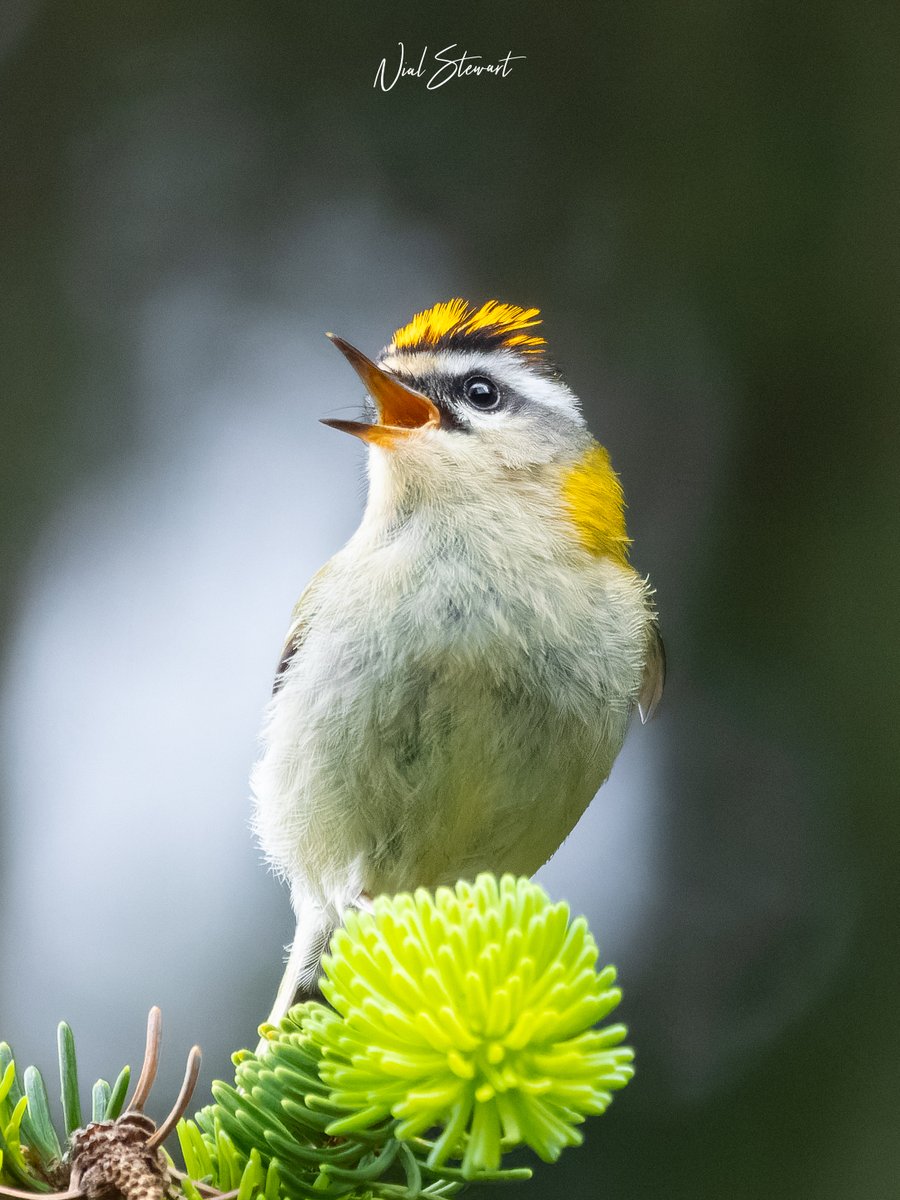 Grafeeti's tweet photo. Common Firecrest
Haven't gotten a  (usable) pic of a flamecrest in Taiwan, but managed to get his cousin in Switzerland!
#switzerland #birdsseenin2024 #birds #birding #birdphotography #birdwatching  #TwitterNatureCommunity #鳥 #賞鳥 #canon #canonch https://t.co/bZ2u3Enp4d