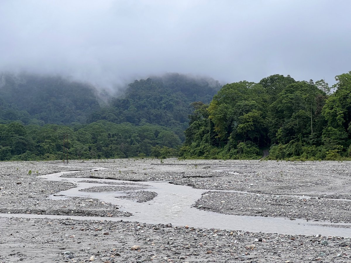 So nice to see these wild zebrafish in their wild habitats. I’m traveling across North Bengal right now and just saw some wild zebrafish today since the water levels have risen everywhere due to excessive rain. Pleasant coincidence that I came across this tweet today.