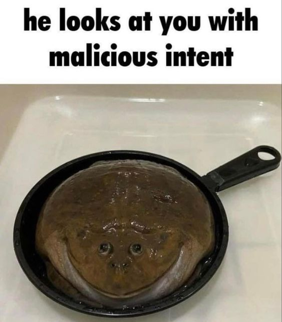 Memes to Show Your Cat (@showyourcat) on Twitter photo 