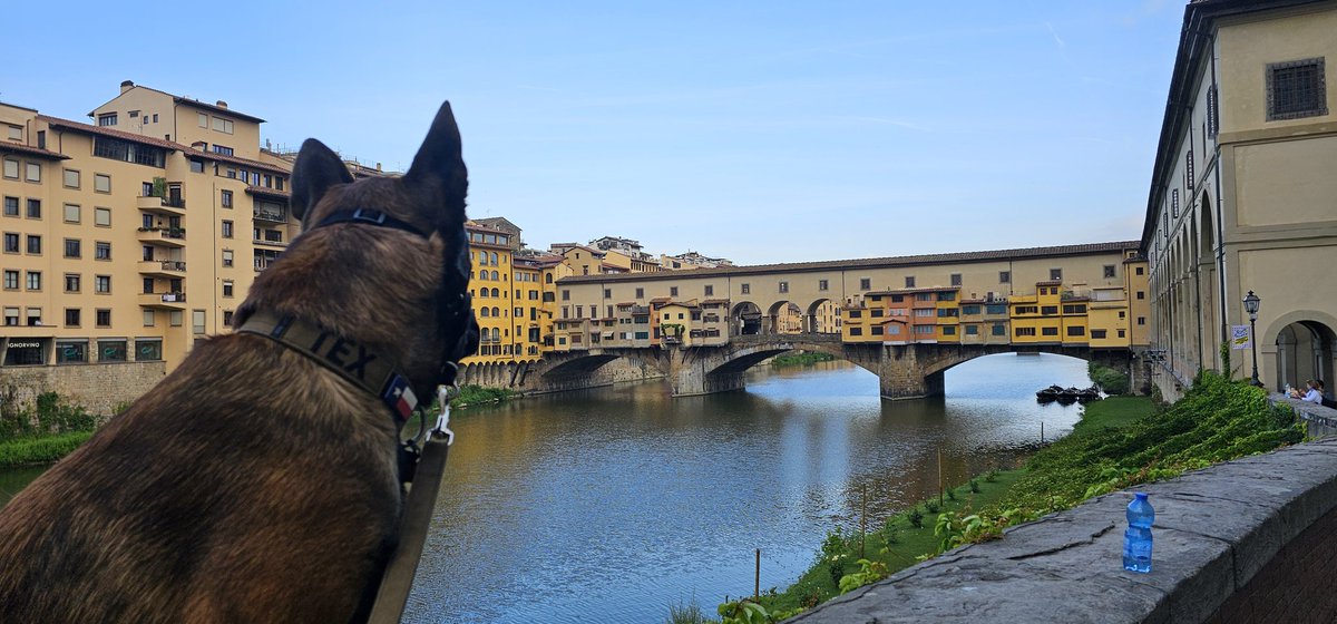 TexBayou's tweet photo. #florence #italy day 2.  

#malinois https://t.co/GtTf3svZx6