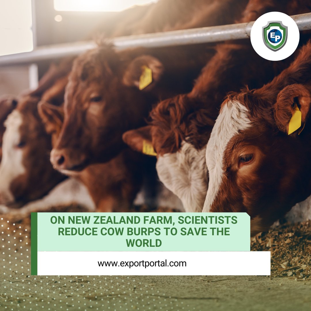 exportportal's tweet photo. Researchers say they can reduce the amount of methane - a greenhouse gas - cows emit by altering their diets. At a New Zealand farm, scientists are reducing cow burps in order to save our world.

https://t.co/Chl59gwlxA 
.
.
.
#exportportal #internationaltrade #distributors https://t.co/lr1MRk6OqR