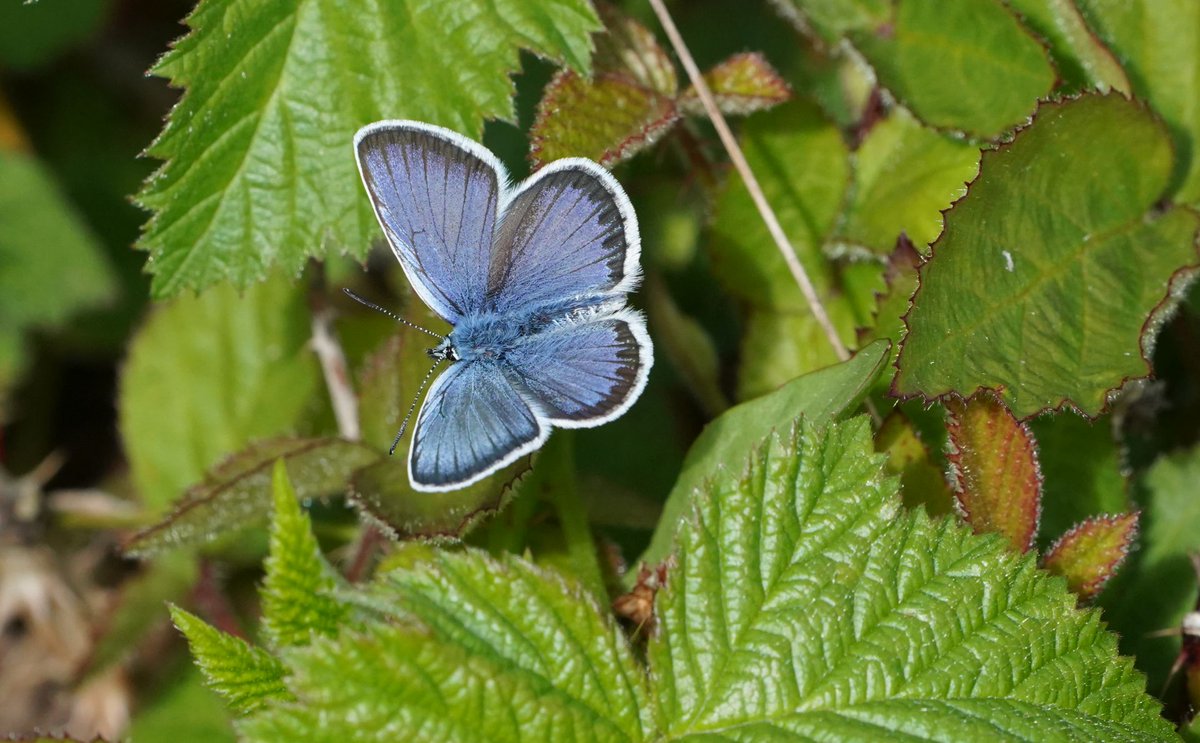 Silver-studded blues were out this morning on Yateley Common (near Blackbushe) #ThamesBasinHeaths <a href="/TBHPartnership/">Thames Basin Heaths Partnership</a> <a href="/savebutterflies/">Butterfly Conservation 🦋</a>