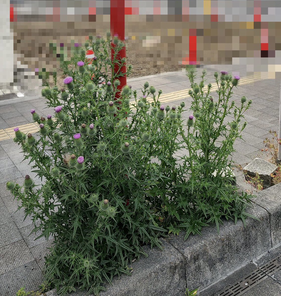 アメリカオニアザミをなくす会 tweet media