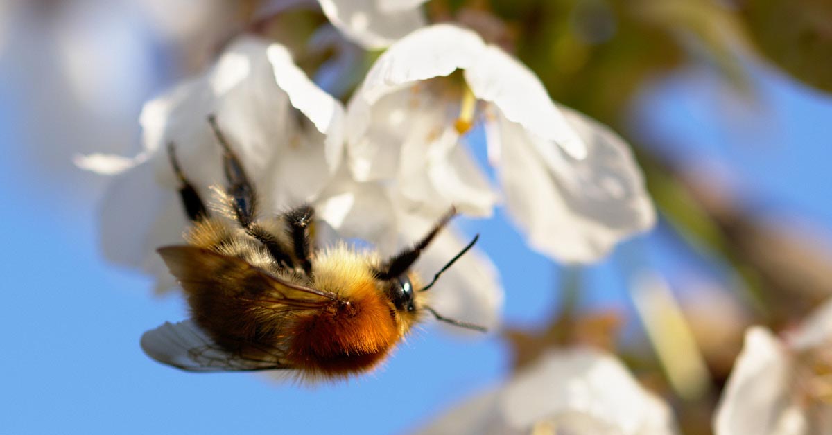 theNASEM's tweet photo. During #NationalPollinatorWeek, we are highlighting our work and sharing insights on why pollinator populations are declining, what is being done to conserve and restore pollinator species and communities, and what you can do to help #pollinators.

Read: https://t.co/SEbkyWJEXY https://t.co/iR1VDSZmQi