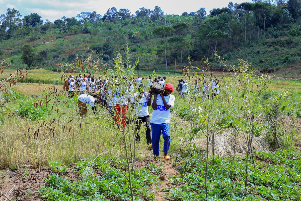IPREBADBurundi's tweet image. (1/3) Ce mardi 11 juin 2024, à Murayi en commune Giheta , l&apos; IPREBAD a lancé officiellement les activités de production des tuiles modernes dans le cadre du projet &quot;Centre de fabrication des tuiles modernes&quot; financé par la @franceauburundi à travers son programme #PISCCA