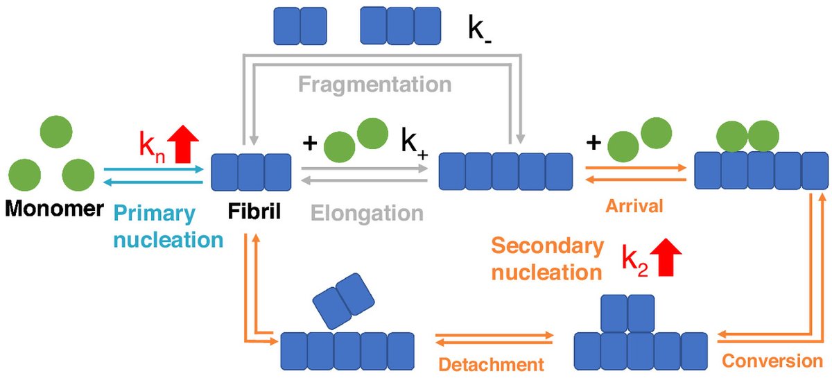 KnowlesLab Cambridge (@knowleslabcamb) on Twitter photo Fundamental insights into the influence of sheer forces in amyloid formation - great work by <a href="/eaandrzejewska/">Ewa Andrzejewska</a> and <a href="/mus_greta/">Greta Šneiderienė</a> led by <a href="/Emil_Axell/">Emil</a> and others from the Linse lab is now out:
pnas.org/doi/10.1073/pn… Fundamental insights into the influence of sheer forces in amyloid formation - great work by <a href="/eaandrzejewska/">Ewa Andrzejewska</a> and <a href="/mus_greta/">Greta Šneiderienė</a> led by <a href="/Emil_Axell/">Emil</a> and others from the Linse lab is now out:
pnas.org/doi/10.1073/pn…