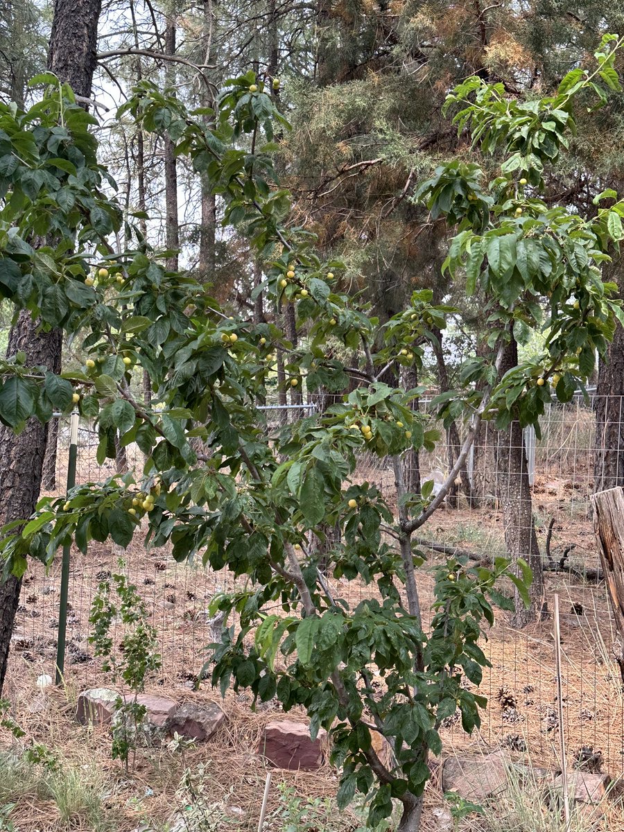 Fortapachefun's tweet image. Rainer cherries are yielding more fruit.