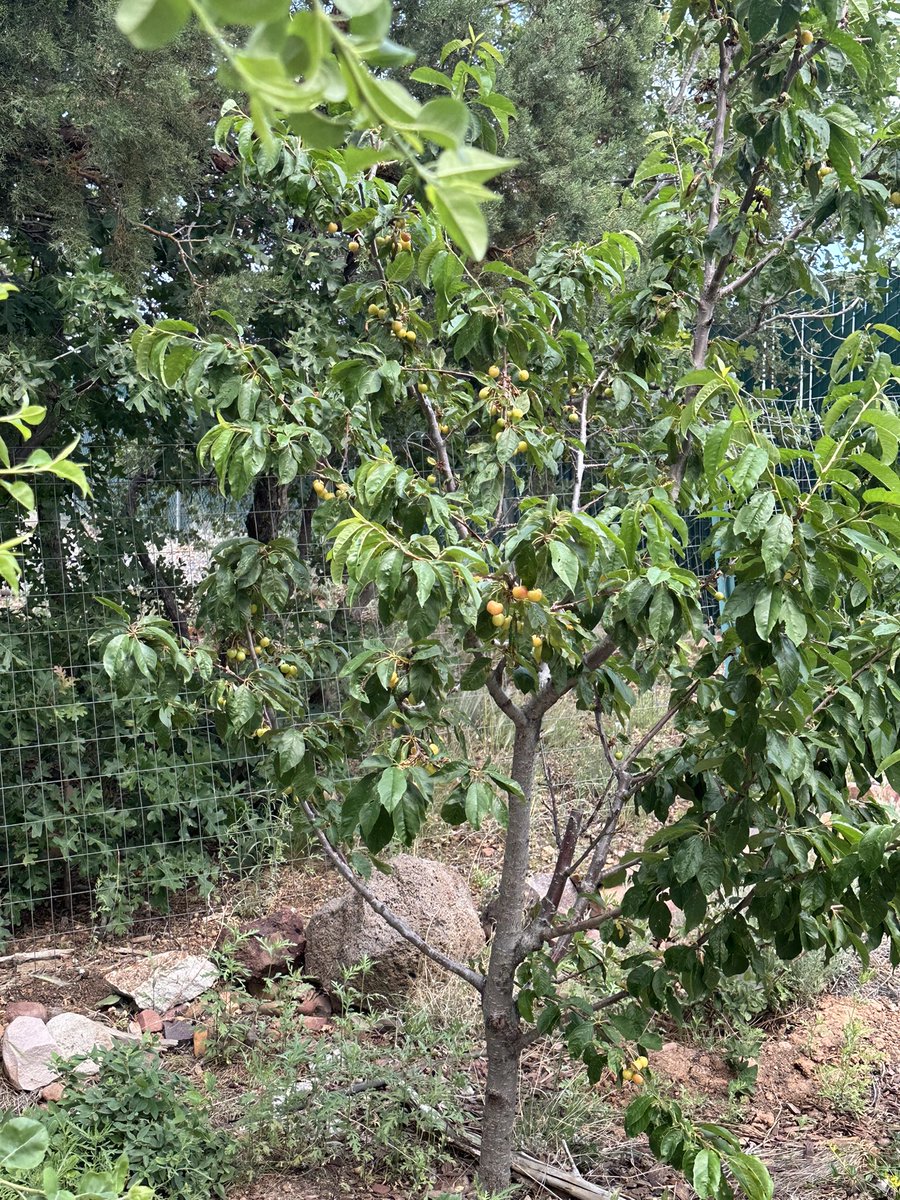 Fortapachefun's tweet image. Rainer cherries are yielding more fruit.