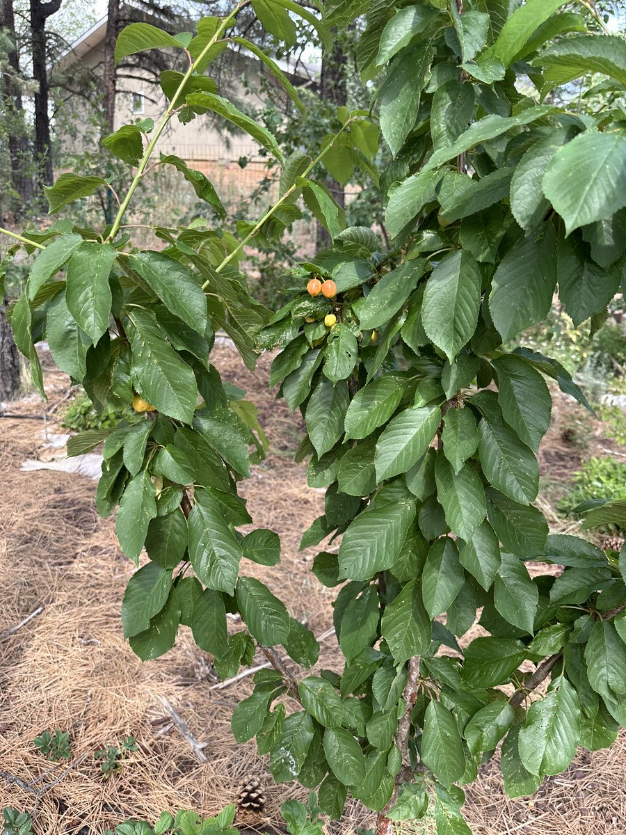 Fortapachefun's tweet image. Rainer cherries are yielding more fruit.