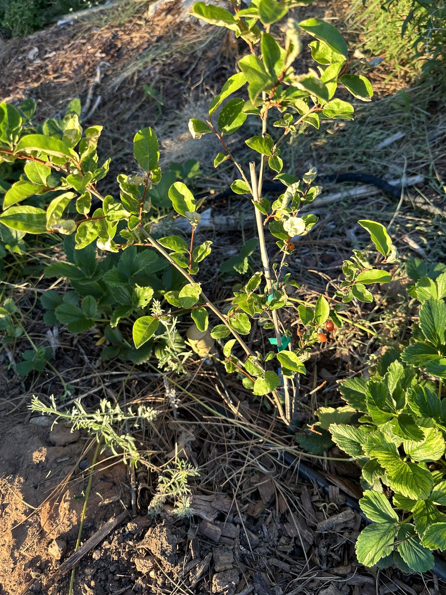 Fortapachefun's tweet image. Goumi berries are a little more abundant this year.