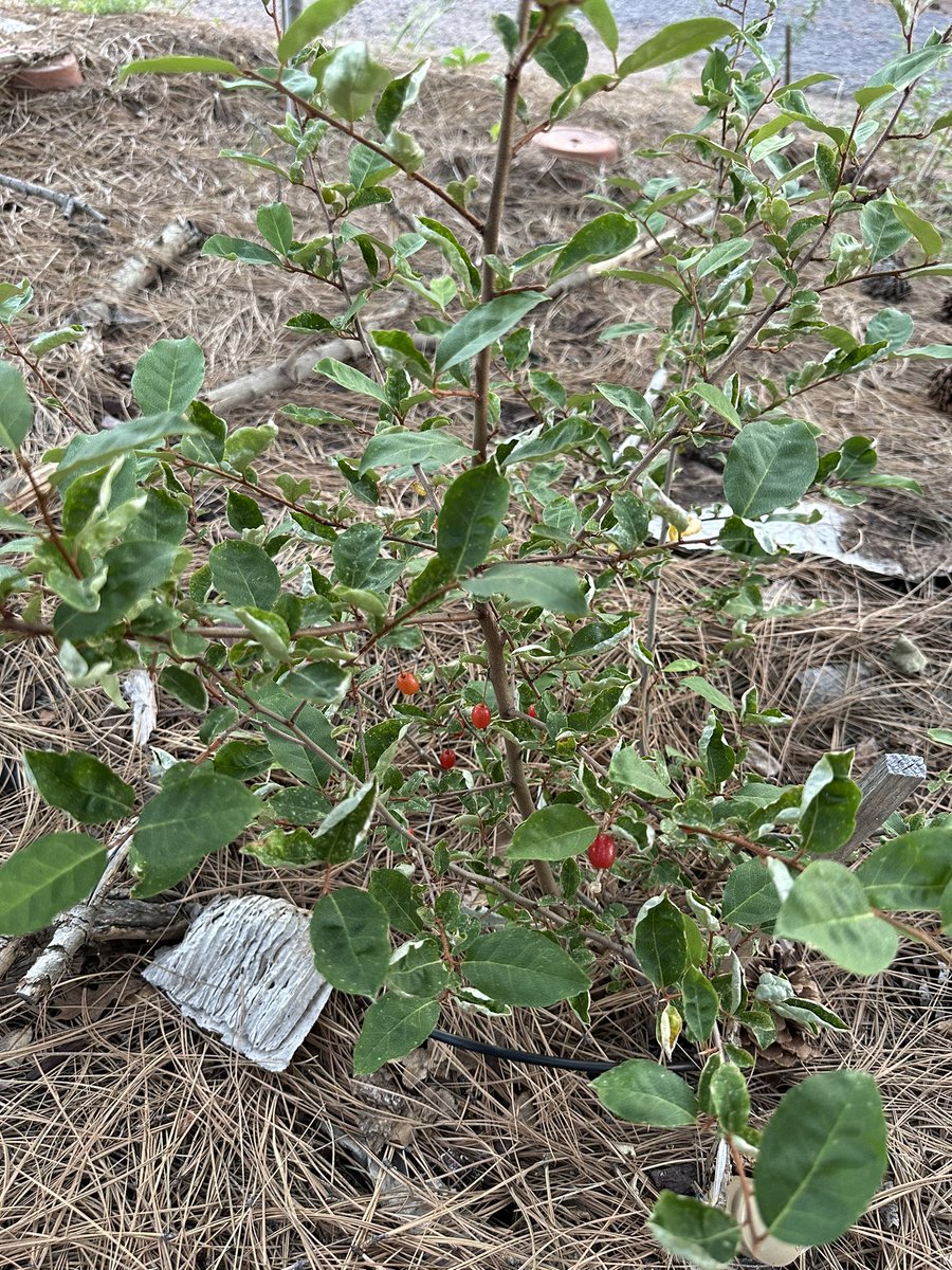 Fortapachefun's tweet image. Goumi berries are a little more abundant this year.