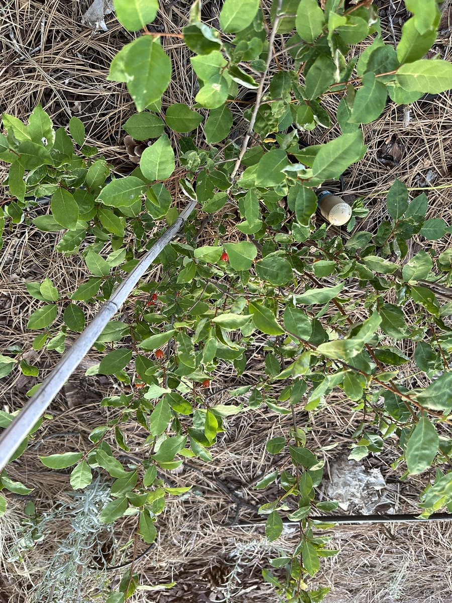 Fortapachefun's tweet image. Goumi berries are a little more abundant this year.