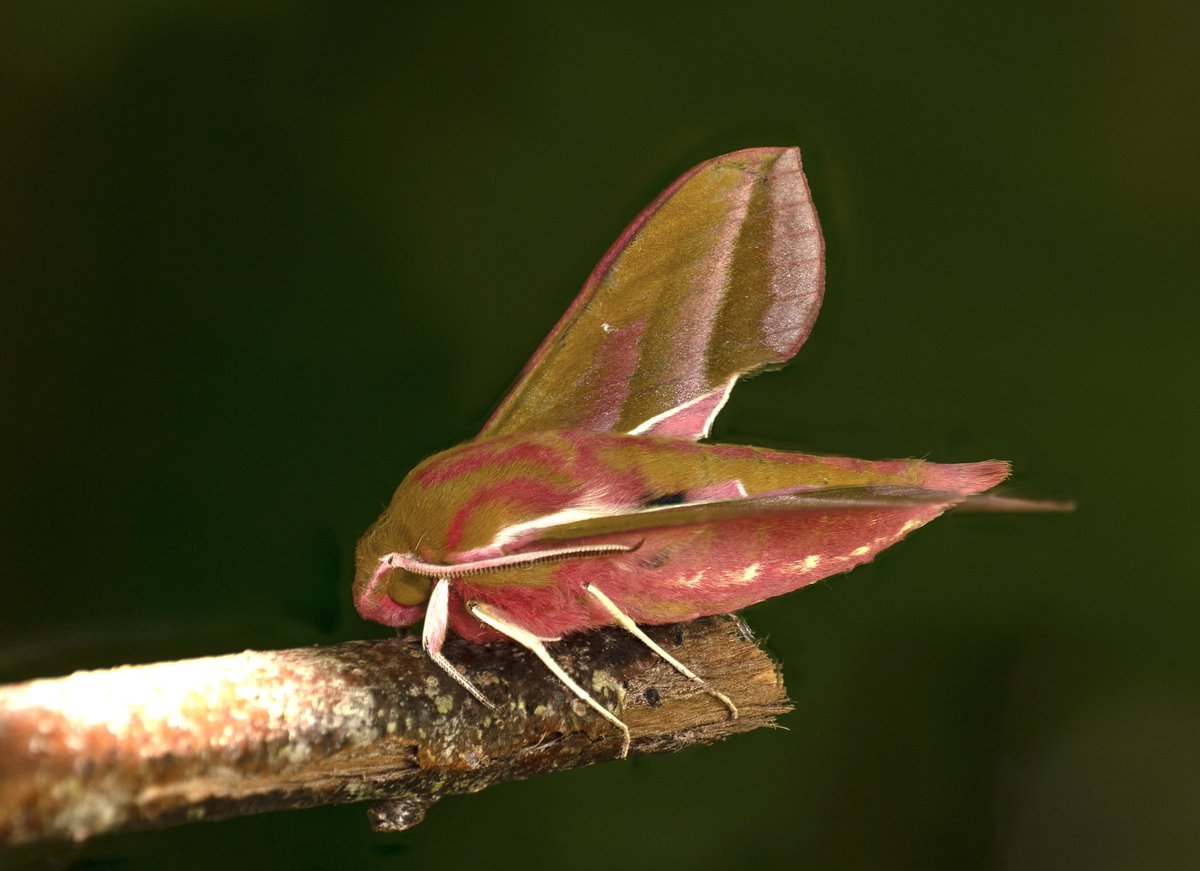 Richard Clifford π¬π§ (@rich_clifford) on Twitter photo <a href="/BC_WestMids/">West Midlands Butterfly Conservation</a> held a Moth morning at <a href="/NTCroome/">Croome NationalTrust</a> and it was brilliant.
So many fascinating moths to see.
Thanks to <a href="/mikethebike9/">Mike Williams</a>
Look out on <a href="/NTCroome/">Croome NationalTrust</a> website for future events.
<a href="/savebutterflies/">Butterfly Conservation π¦</a> #mothsmatter
@NTmidlands
Elephant Hawk Moth β¬οΈ <a href="/BC_WestMids/">West Midlands Butterfly Conservation</a> held a Moth morning at <a href="/NTCroome/">Croome NationalTrust</a> and it was brilliant.
So many fascinating moths to see.
Thanks to <a href="/mikethebike9/">Mike Williams</a>
Look out on <a href="/NTCroome/">Croome NationalTrust</a> website for future events.
<a href="/savebutterflies/">Butterfly Conservation π¦</a> #mothsmatter
@NTmidlands
Elephant Hawk Moth β¬οΈ