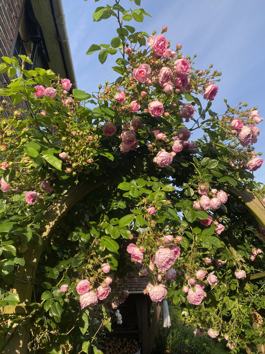 BadWispy's tweet photo. More Rose action https://t.co/xBygwlvkds