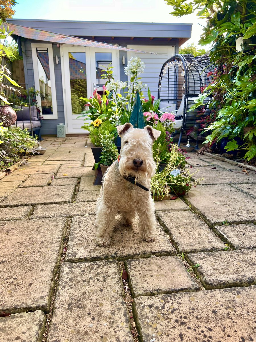 bertie_lakeland's tweet photo. Good evening ❤️ https://t.co/C7MP0Ry6Jt