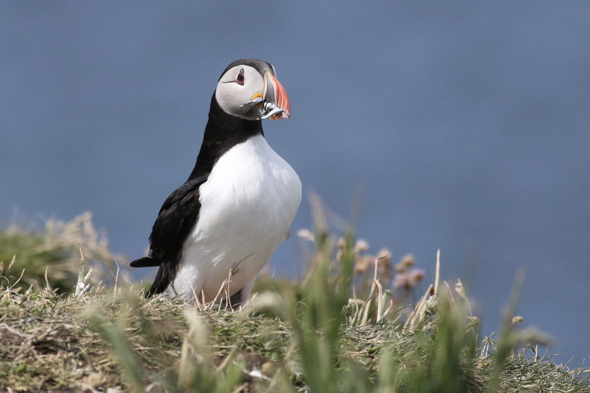 patricksafford_'s tweet photo. Some highlights from Mull, Iona and the Treshnish Isles last week. My first trip exploring this area, with the seabirds on Lunga, Corncrakes on Iona and Otters being particularly special! https://t.co/IWuir1cUEA