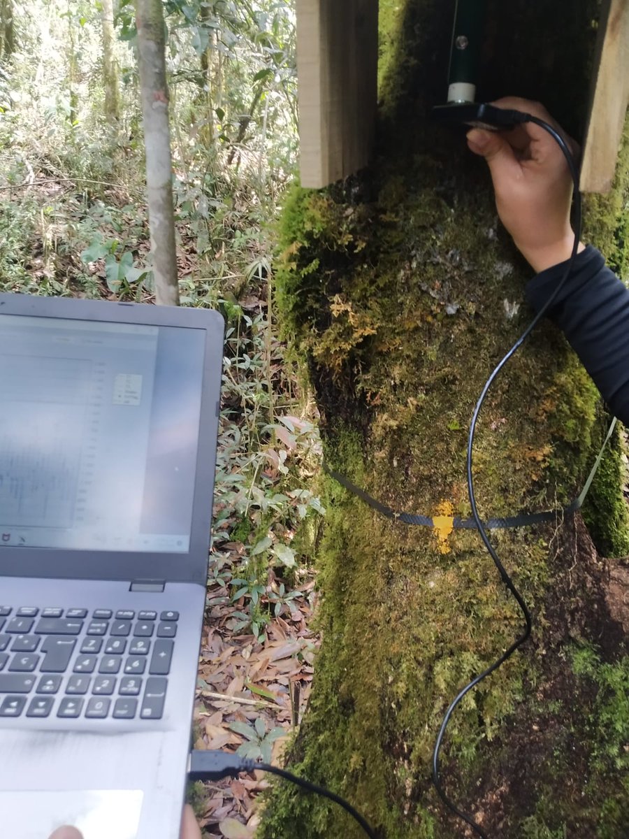 fbravo_SFM's tweet image. Si quieres tener experiencia en ecosistemas tropicales, el máster #DataForest te ofrece la oportunidad de hacer prácticas en Vietnam y en Colombia. Toda una experiencia @YoungForesters 
iufor.uva.es/masterdatafore…