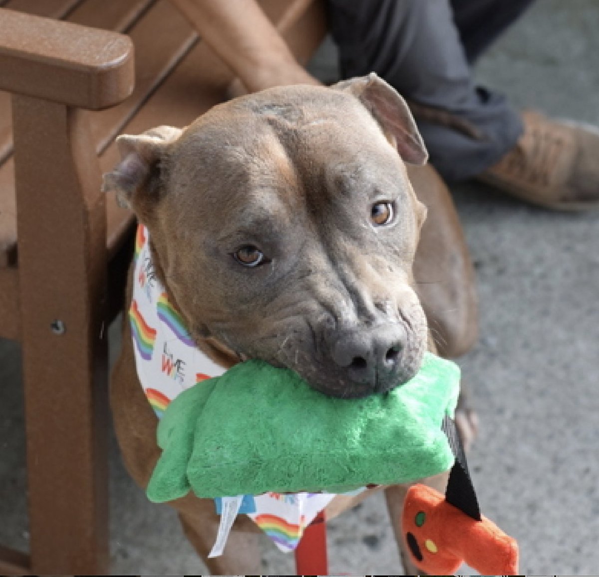 BeeDoDoobieDo's tweet image. 🚨#SpecialRequest #35DaysInShelter
Blythe nycacc.app/browse/200054
#ACCPriorityPlacement

Just 4⃣yrs old, Blythe entered ACC as a stray. She is friendly and loving with staff, leaning in for pets and readily lending her 🐾paw to her friends. She is a sweet girl who is on priority…