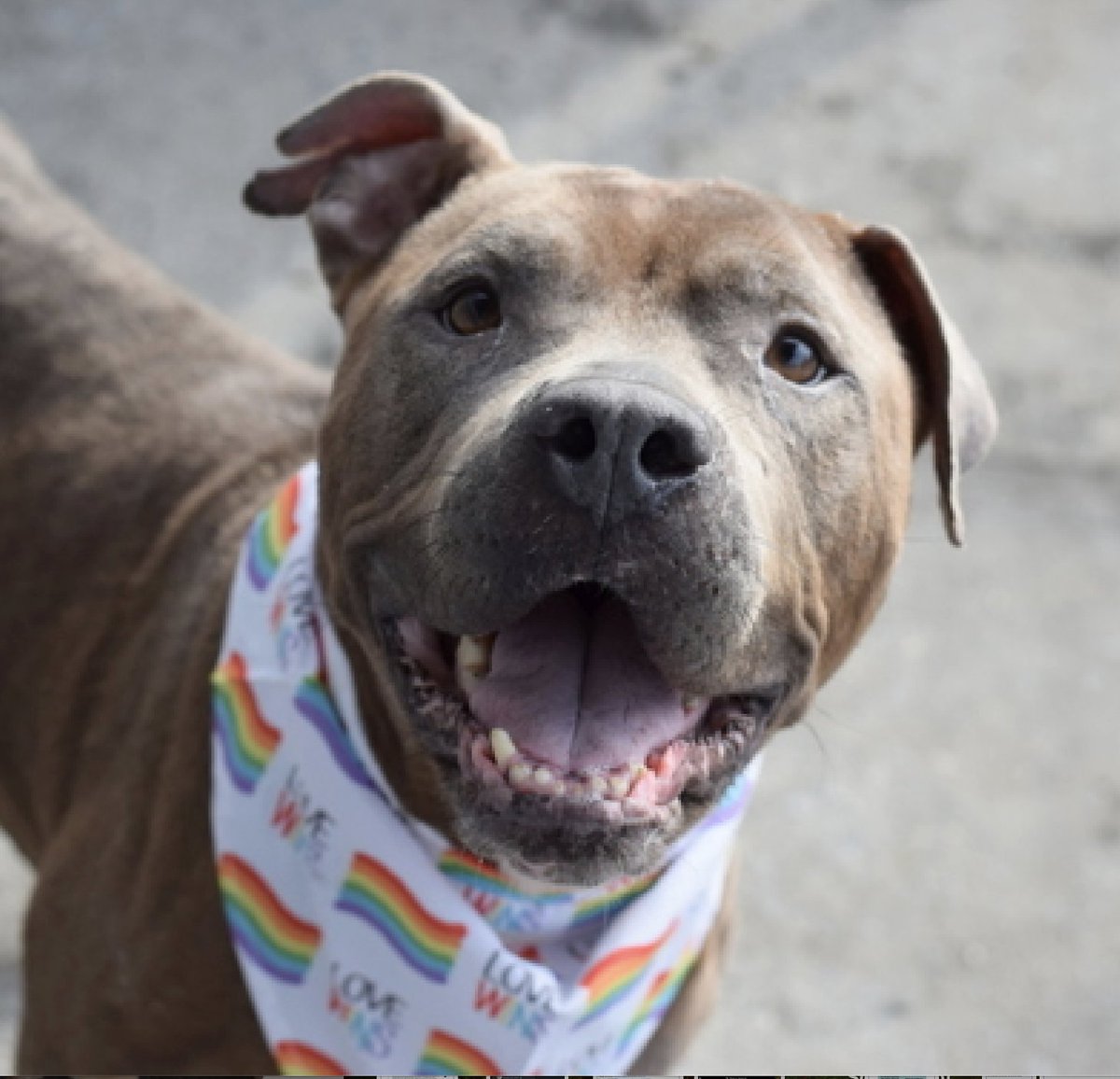 BeeDoDoobieDo's tweet image. 🚨#SpecialRequest #35DaysInShelter
Blythe nycacc.app/browse/200054
#ACCPriorityPlacement

Just 4⃣yrs old, Blythe entered ACC as a stray. She is friendly and loving with staff, leaning in for pets and readily lending her 🐾paw to her friends. She is a sweet girl who is on priority…