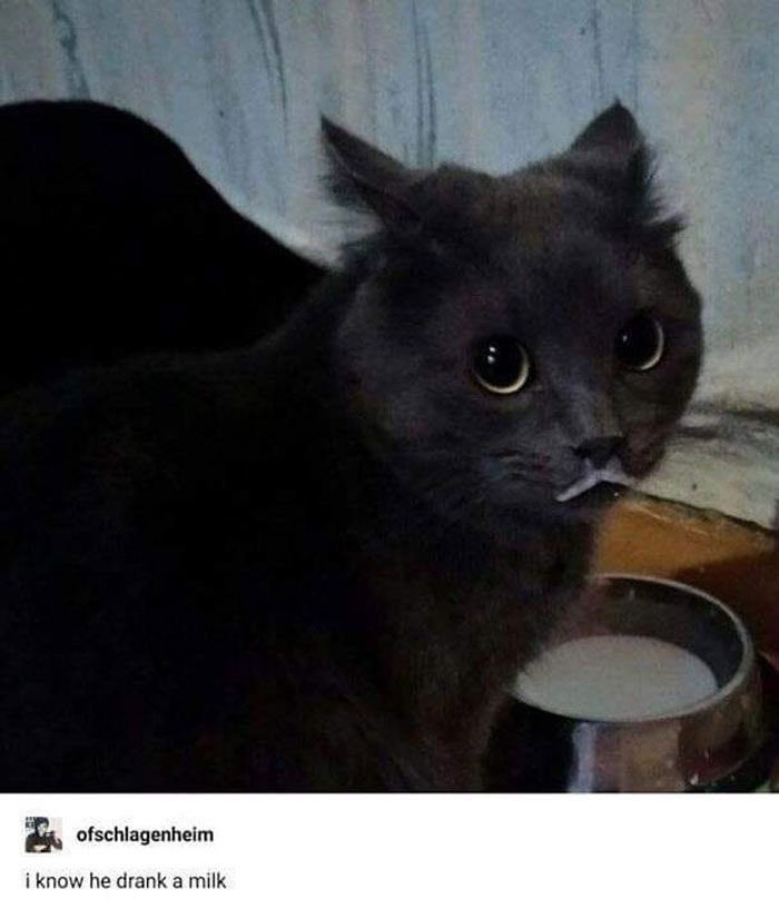Punch Cat (@punchingcat) on Twitter photo 